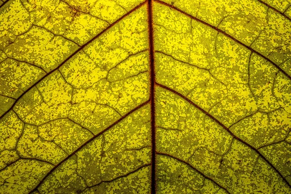 Detaljerad Närbild Ett Bakgrundsbelyst Grönt Blad Med Orange Färgade Vener — Stockfoto