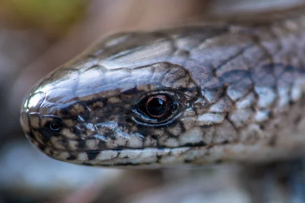 Extremo Fechar Cabeça Verme Lento Cego Anguis Fragilis — Fotografia de Stock