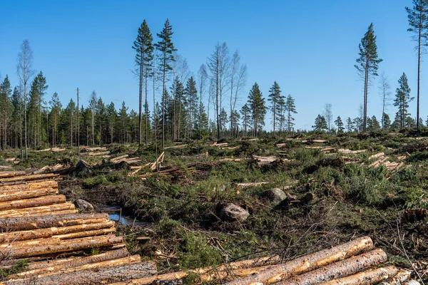 春の日差しと青空の中で地面に木や幹や枝のスタックとスウェーデンの森林伐採地域で新しく伐採された森林 — ストック写真