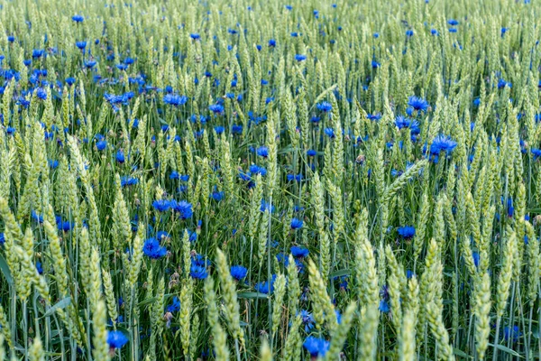 Buntes Getreidefeld Mit Vielen Blauen Haubenblumen Gemischt Mit Grünen Weizenhalmen — Stockfoto