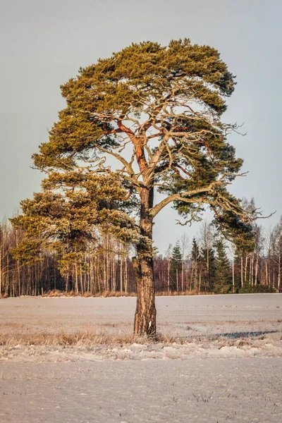 Solo Abeto Parado Solo Campo Cubierto Nieve Luz Del Sol — Foto de Stock