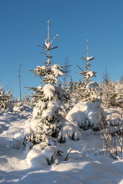 Fir trees on a plantation in Sweden, Sun is shining but it is freezing cold and trees and ground  is covered with snow.