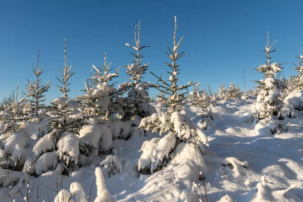 Fir trees on a plantation on a sunny winter day in Sweden, trees and ground  is covered with snow.