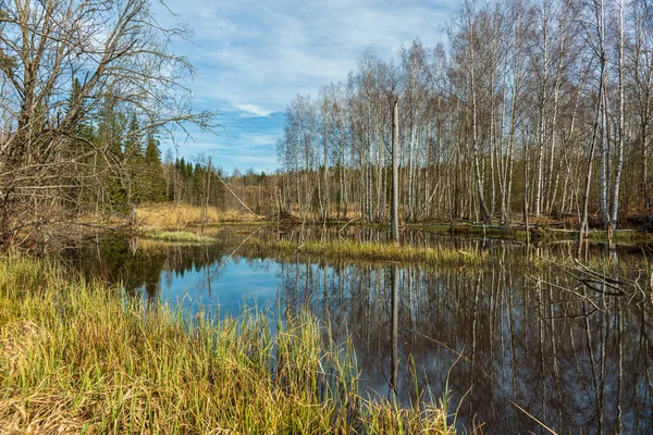 Лісова Зона Швеції Вкрита Бобром Здалека Виглядала Хатина — стокове фото