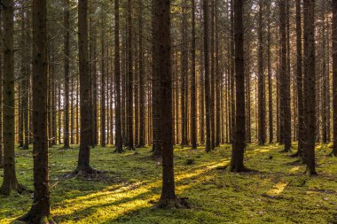 Ormanın zemininde yeşil yosunlar ve dalları ve gövdeleri boyunca parlayan güneş ışığı olan köknar ormanının güzel manzarası.