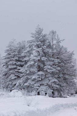 İsveç 'te yoğun kar yağdıktan sonra kar ve donla kaplı beyaz çam ağaçlarının güzel manzarası