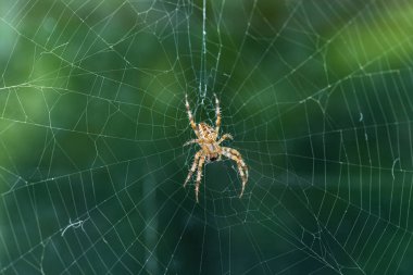 Ağın ortasında oturan büyük bir bahçe örümceğine yaklaş.