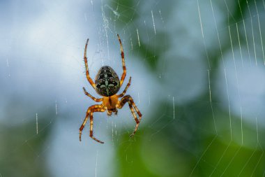 Ağın ortasında oturan bir Bahçe Örümceği 'ne yaklaş. Arkaplan ışığıyla örümceği şeffaf yapıyor ve güzel yeşil ve mavi bir bokeh arkaplan.