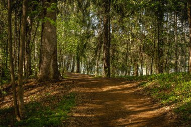 İsveç 'te karanlık bir ormanın içinden geçen yol. Dallardan süzülen sarı bahar güneşi.