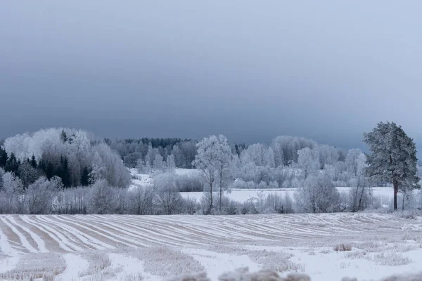 Замерзающий Зимний Пейзаж Швеции Лугу Деревьями Покрытыми Морозом Голубым Серым — стоковое фото