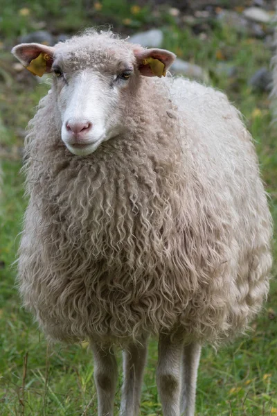 Vorderseite Porträt Eines Weißen Schafes Mit Sehr Langer Wolle Das — Stockfoto