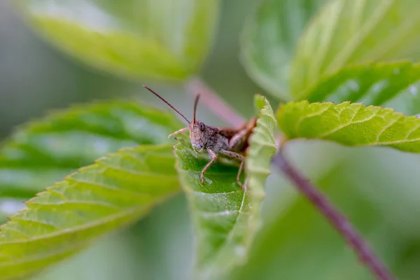 Close View Grasshopper Sitting Green Leaf Facing Camera — Stock Photo, Image