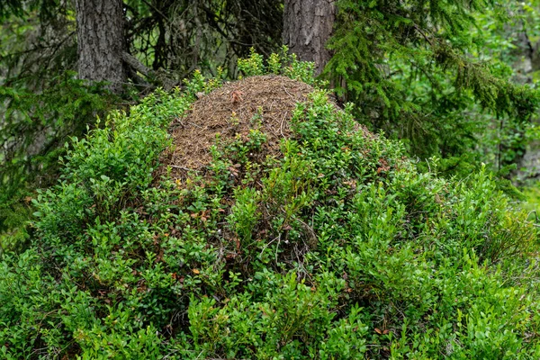 Ormanın Ortasında Yeşil Yaban Mersini Filizleriyle Kaplı Büyük Bir Karınca — Stok fotoğraf