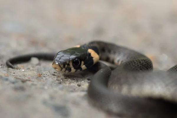 Svart Och Gul Gräs Orm Redo Att Attackera — Stockfoto