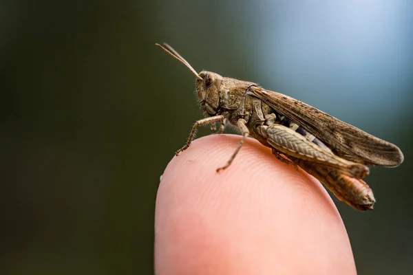 Brown grasshopper sitting on a finger tip, nice detailed macro