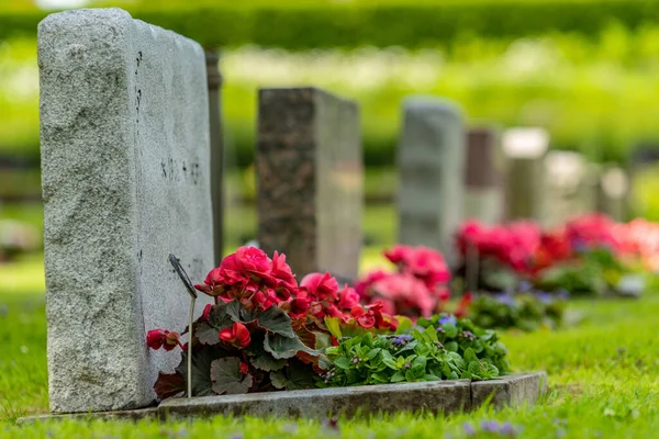 Fila Lápidas Con Flores Rojas Rosas Hermoso Cuidado Cementerio —  Fotos de Stock