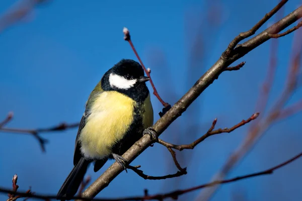 Closeup Yellow Great Tit Sitting Tree Branches Blue Sky Background — стоковое фото