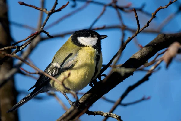 Closeup Yellow Great Tit Sitting Tree Branches Blue Sky Background — стоковое фото