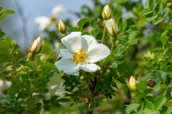 Zielony Krzew Różany Dużą Białą Różą Kilkoma Pączkami Kwiatowymi Pięknym — Zdjęcie stockowe