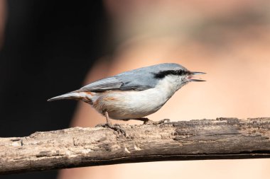Gagası açık ve dili açık bir Avrasyalı tımarhanesine yaklaş. Turuncu arka planı olan kuru bir ağaç dalında oturuyor.