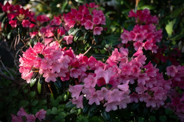 Piękny Widok Krzewu Rododendronu Gęstymi Gromadami Różowych Kwiatów Kształcie Dzwonu — Zdjęcie stockowe