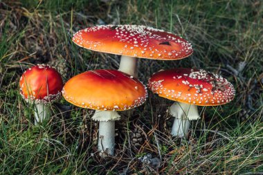 Dört renkli muscaria mantarı yeşil çimenlerde yetişiyor.