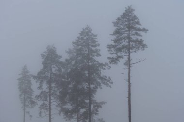 Bazı çam ağaçları, gri kış sisinin olduğu açık bir alanda bir grupta duruyorlar.