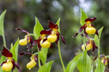 Tuhaf ve tuhaf görünümlü sarı leydilerin terlik orkideleri Cypripedium calceolus 'un güzel yakın çekimi. Sabah çiğ damlalarıyla