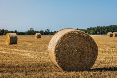 Yuvarlak makaralı, parlak sarı saman balyalarıyla biçilmiş saman tarlası.
