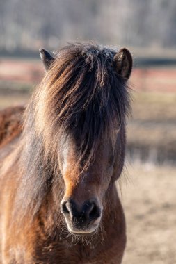 İsveç 'teki eski ve çürümüş bir maden ocağının iskeleti ya da bacası uzun zaman önce kapanmış. Bahar güneşinde mavi gökyüzü ve yemyeşil ağaçlar