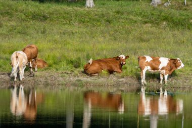 İsveç 'teki eski ve çürümüş bir maden ocağının iskeleti ya da bacası uzun zaman önce kapanmış. Bahar güneşinde mavi gökyüzü ve yemyeşil ağaçlar