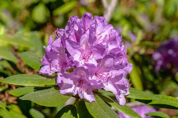 Krásný Letní Pohled Zelený Keř Rhododendronu Velkým Shlukem Růžových Květin — Stock fotografie