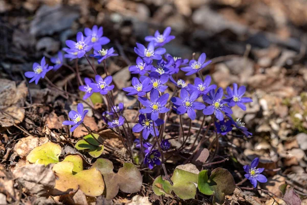Güzel mavi anemorte kümesi ya da bahar güneşinde açan karaciğer yaprağı çiçekleri