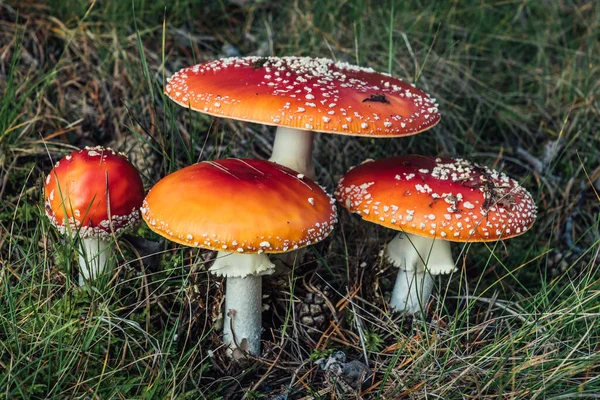 Dört renkli muscaria mantarı yeşil çimenlerde yetişiyor.