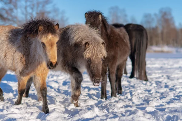 雪に覆われた牧草地や冬の日差しの中で若く好奇心旺盛なアイスランドの馬の群れ — ストック写真