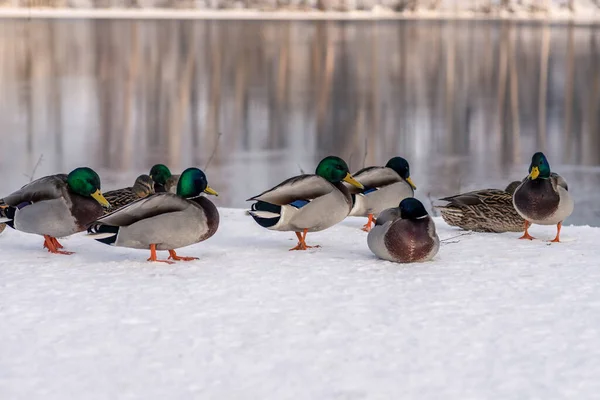 Холодна Заморожена Група Кволих Качок Стоїть Снігу Біля Річки Швеції — стокове фото
