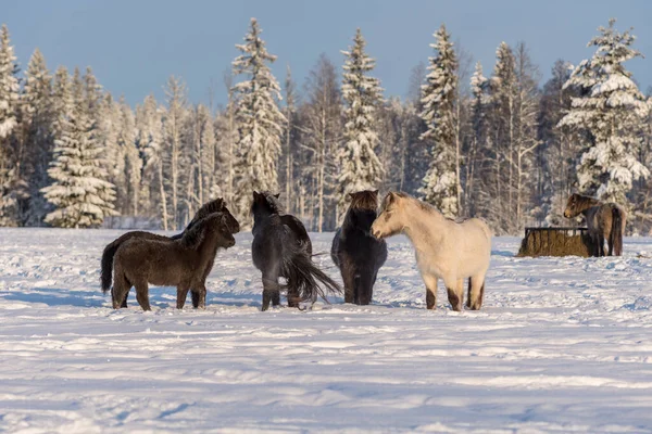 Groupe Chevaux Islandais Debout Dans Pâturage Hiver Soleil Brille Neige — Photo