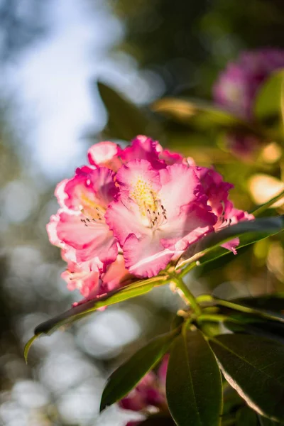 Kolorowa Grupa Różowych Białych Kwiatów Rododendronu Zielonymi Liśćmi Świecącymi Żółtym — Zdjęcie stockowe