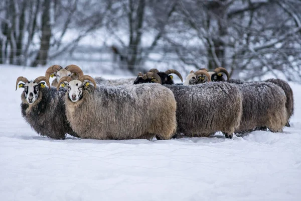 Stado Mrożonych Owiec Stojących Blisko Siebie Ogrzewających Się Bardzo Mroźny — Zdjęcie stockowe