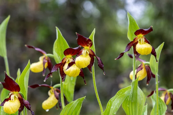 Krásný Zblízka Bizarní Podivně Vypadající Žluté Dámské Pantofle Orchideje Thajsko — Stock fotografie
