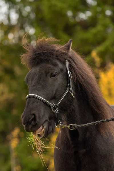 Gammal Och Mycket Förfallen Ram Eller Axel Från Ett Gammalt — Stockfoto