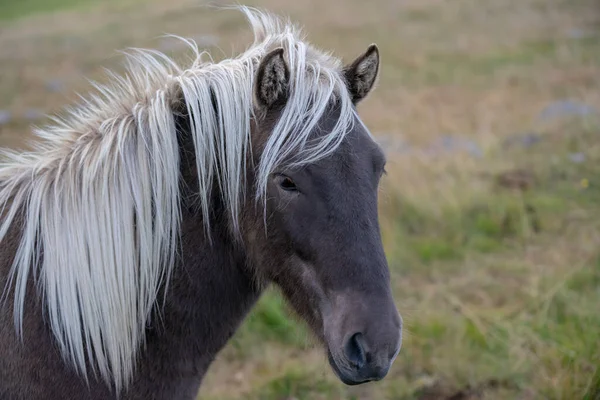 Gammal Och Mycket Förfallen Ram Eller Axel Från Ett Gammalt — Stockfoto