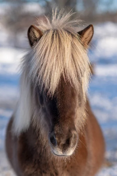 Gammal Och Mycket Förfallen Ram Eller Axel Från Ett Gammalt — Stockfoto