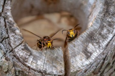 Kuru bir ağaç gövdesindeki delikte oturan iki büyük eşek arısının yakın görüntüsü