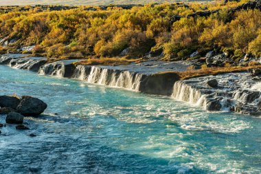 Batı İzlanda 'daki güzel ve şaşırtıcı şelale Hraunfossar. Turkuaz su parlak sarı sonbahar renkli çalıların arasından geçiyor.