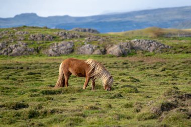 Kahverengi ya da Kestane renkli İzlanda atı İzlanda 'da yeşil çimlerle kaplı lav tarlasında otluyor.
