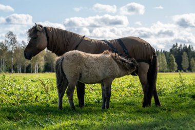 İsveç 'te güneşli yeşil bir yaz otlağında genç tayını besleyen İzlanda atı kısrağı