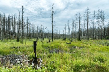 Bir orman yangınından sonra doğanın yavaş yavaş toparlandığı ölü bir ormanın manzarası.