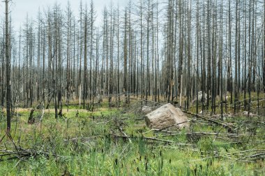 Bir orman yangınından sonra doğanın yavaş yavaş toparlandığı ölü bir ormanın manzarası.