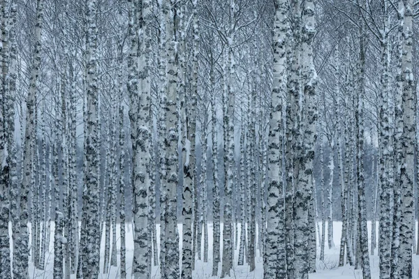 Hurst Birch Trees Blue Winter Light Snow Ground Lots Tree — Stock Photo, Image